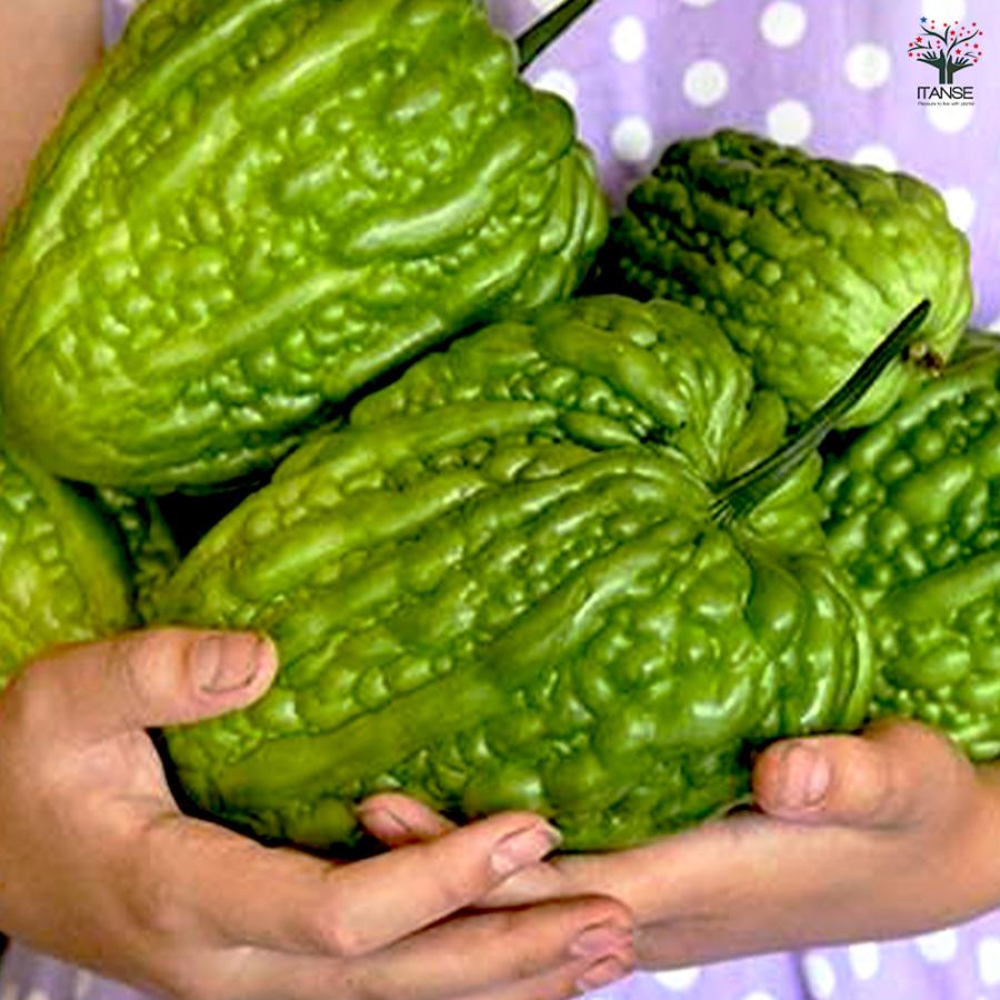 ITANSE ゴーヤの苗 肉厚サラダゴーヤー 野菜苗 自根苗 9cmポット 2個