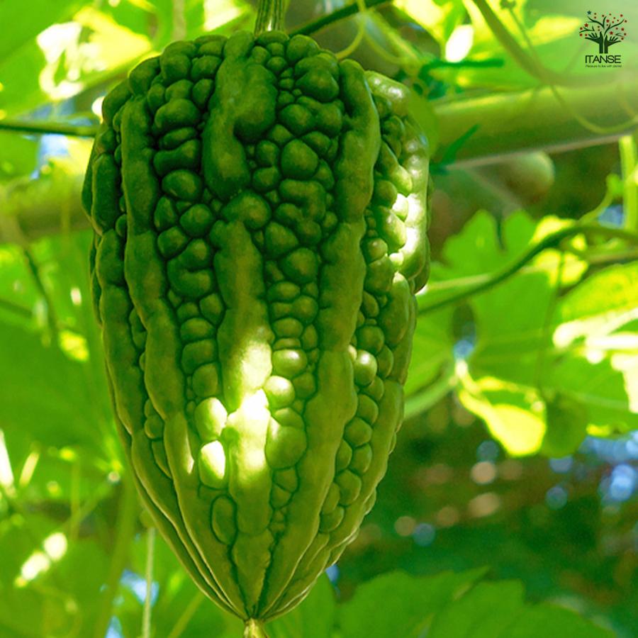 ITANSE ゴーヤの苗 肉厚サラダゴーヤー 野菜苗 自根苗 9cmポット 2個
