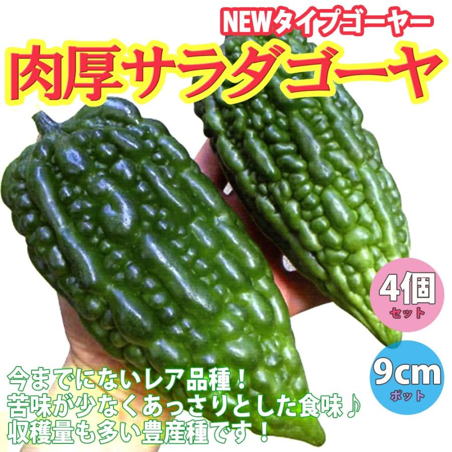 ゴーヤ苗 肉厚サラダゴーヤー 野菜苗 自根苗 9cmポット 4個セット ごーや苗 送料無料 Nae 野菜苗 植物 青果物販売のitanse 通販 Yahoo ショッピング