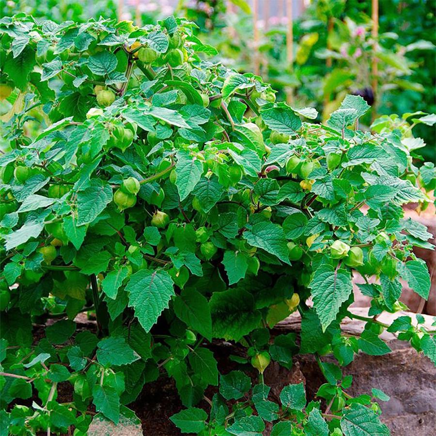 ITANSE トマトの苗 ほおずきトマト ゴールデンベリー 野菜苗 自根苗 9cmポット 4個セット とまと苗 送料無料 トマト 苗 イタンセ公式｜itanse｜06