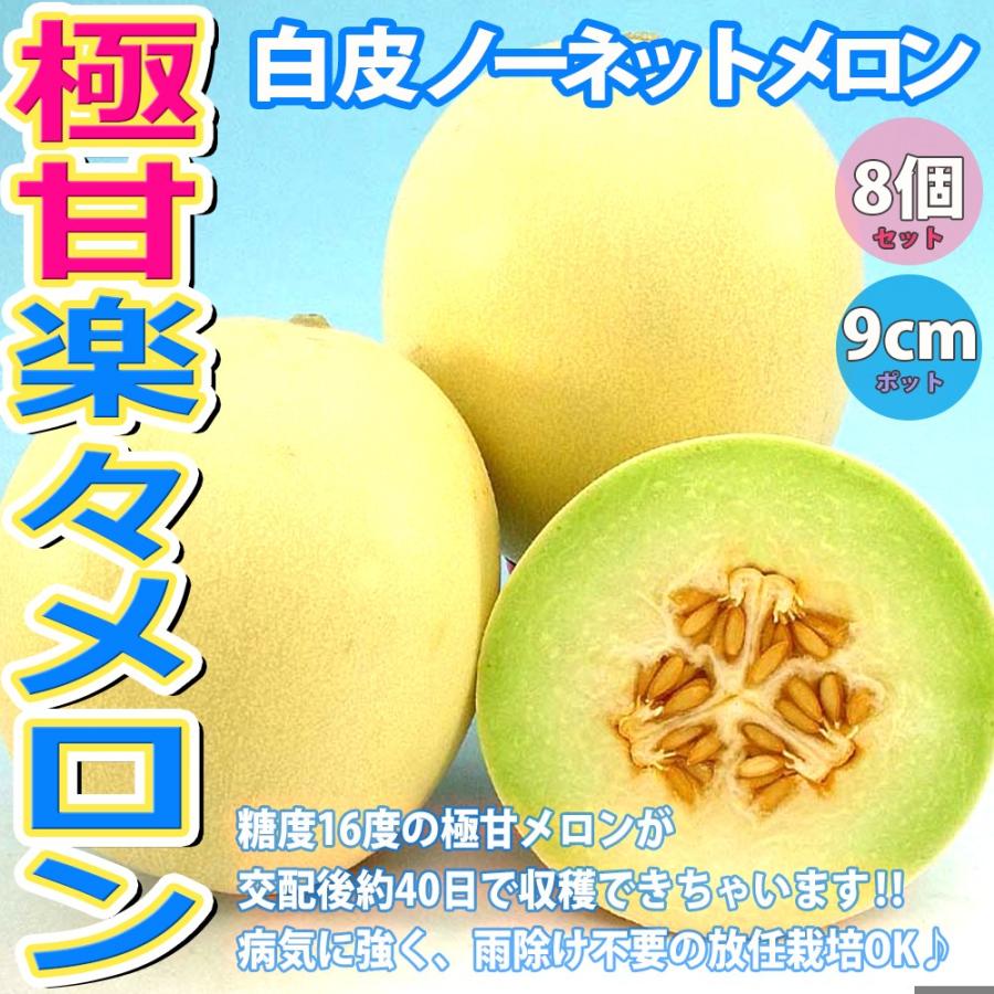 メロン苗 極甘らくらくメロン 野菜苗 自根苗 9cmポット 8個セット めろん苗 果樹苗 送料無料 Kdtu6eihot Godawaripowerispat Com