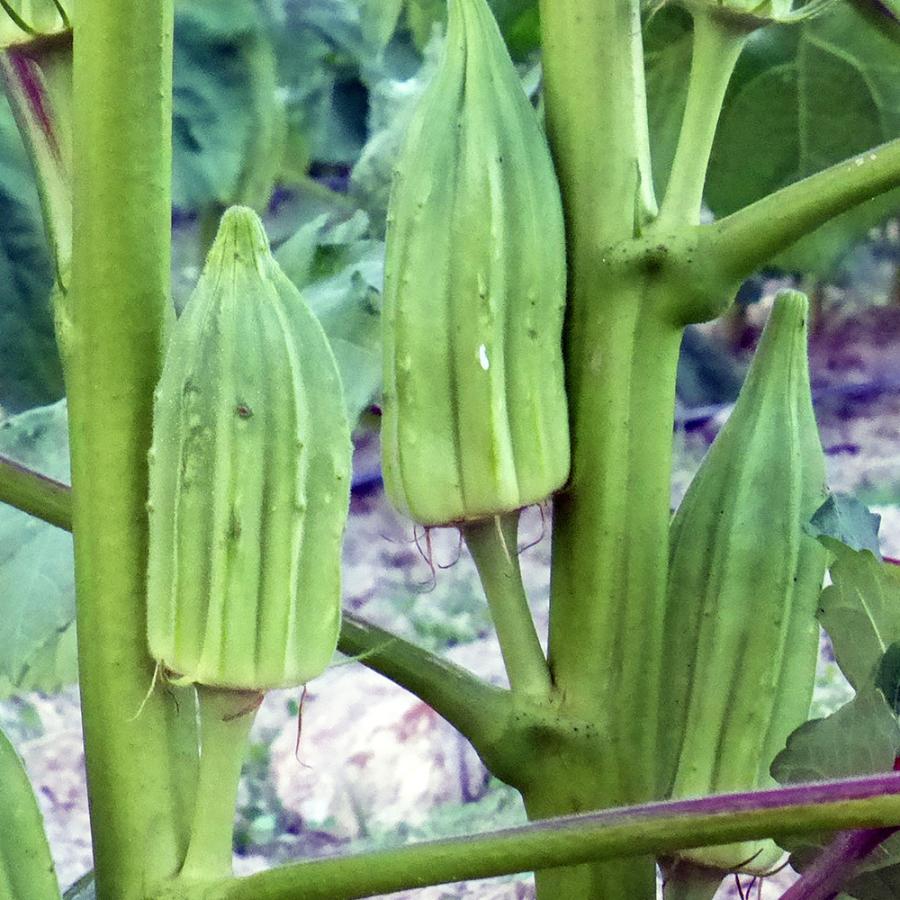 ITANSE オクラの苗 スターディビッド(ダビデの星) 野菜苗 実生苗 9cm 8