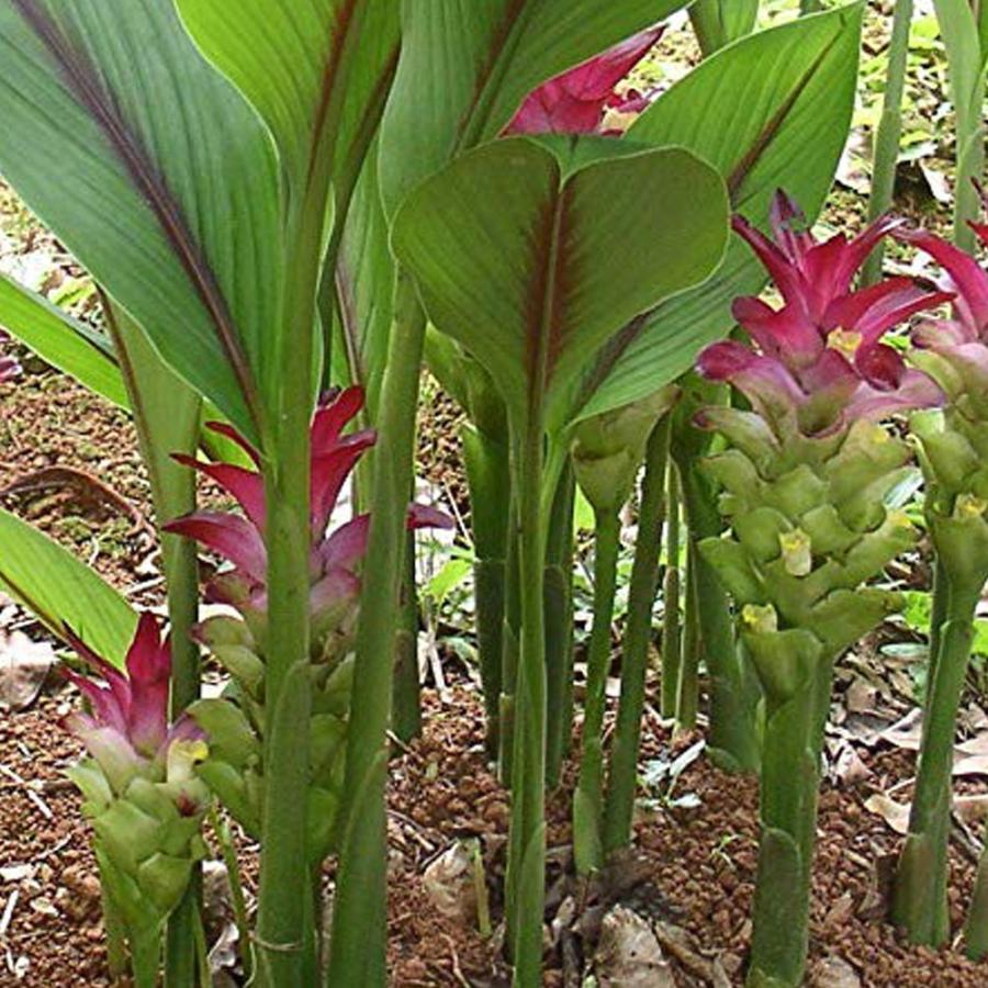 ITANSE 種芋 紫ウコン 200g 1個 莪朮 ガジュツ 種いも たねいも 種生姜 種しょうが 生姜 うこん 香辛料 スパイス 送料無料 イタンセ公式｜itanse｜07