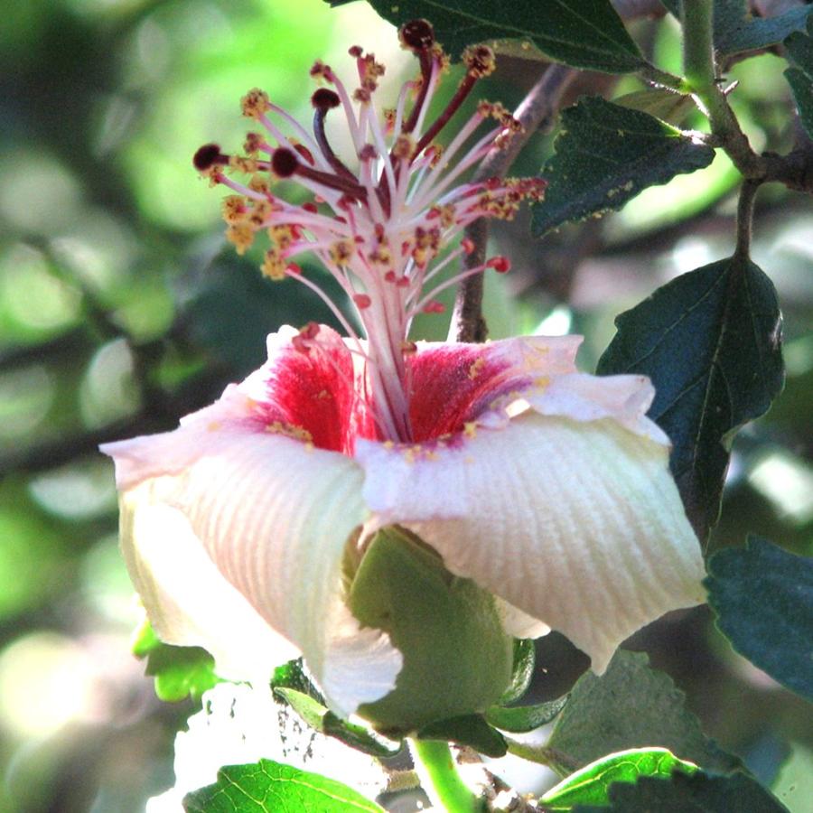 花苗 ハイビスカス インスラリス4号鉢 挿し木苗 1個 ハイビスカス苗 ヒビスクス 熱帯植物 花木 苗木 希少品種 送料無料 Nae 野菜苗 植物 青果物販売のitanse 通販 Yahoo ショッピング