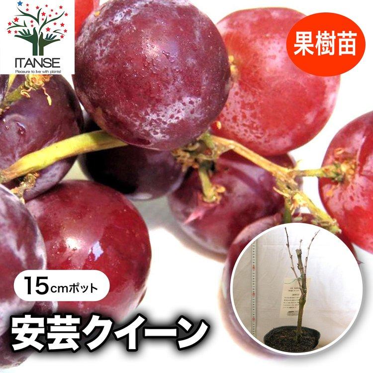 ITANSE ぶどう苗 安芸クイーンの苗木 果樹苗 2年生 挿し木苗 15〜18cm 