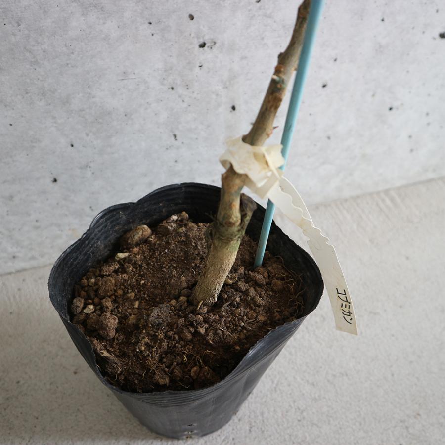 果樹苗 コブミカン 2年生 挿し木苗 15cmポット 大苗 1個 コブミカン苗 カフィアライム 柑橘苗 柑橘類 柑橘系 送料無料 Nae 野菜苗 植物 青果物販売のitanse 通販 Yahoo ショッピング