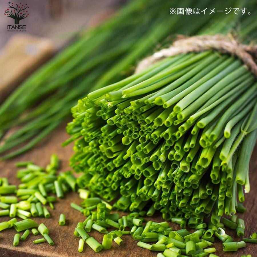 ITANSE ネギ苗 九条ねぎ 多粒蒔き苗 野菜苗 9cmポット 4個セット ねぎ