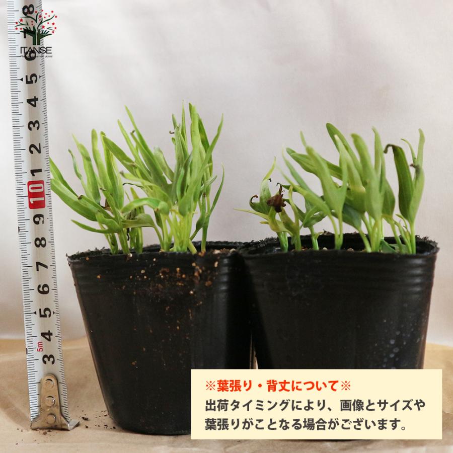 つるなしエンサイ 野菜苗 9cmポット お求めやすく価格改定 送料無料 4個セット