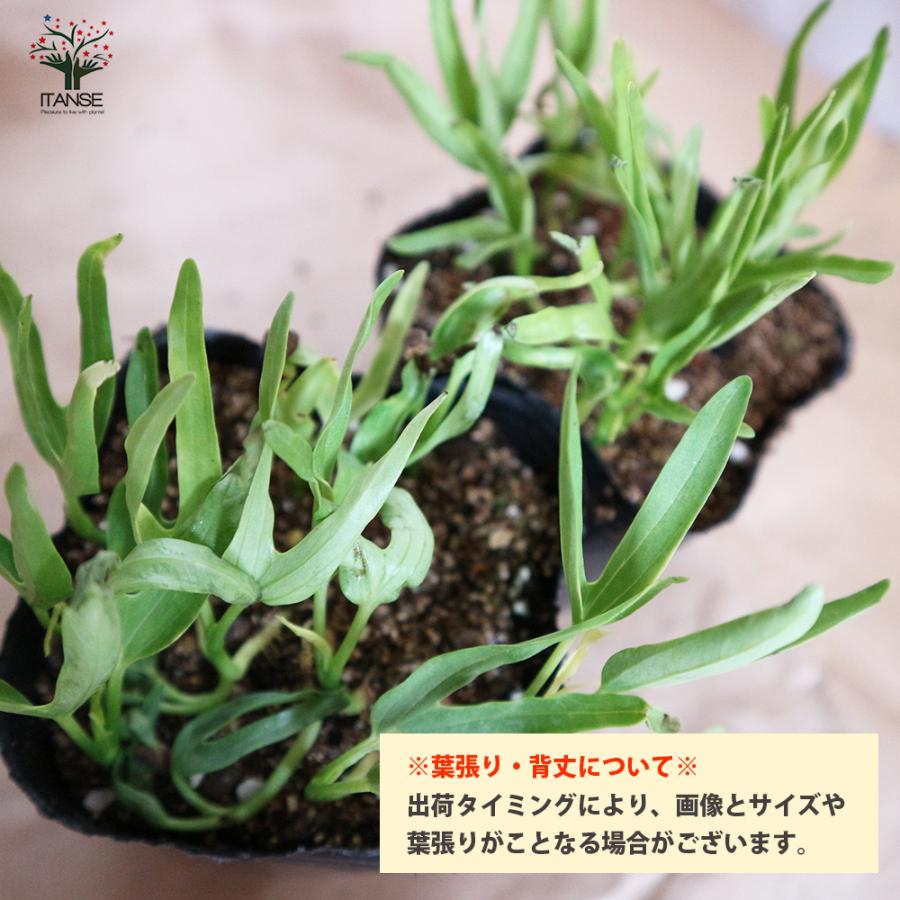 つるなしエンサイ 野菜苗 9cmポット お求めやすく価格改定 送料無料 4個セット