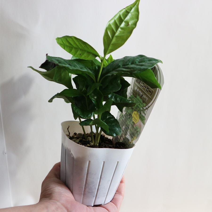 ITANSE 果樹苗 コーヒーの木(アラビカ 矮性種) 9cmポット 実生苗 ITANSE 果樹苗 コーヒーの木(アラビカ 矮性種) 9cmポット 実生苗