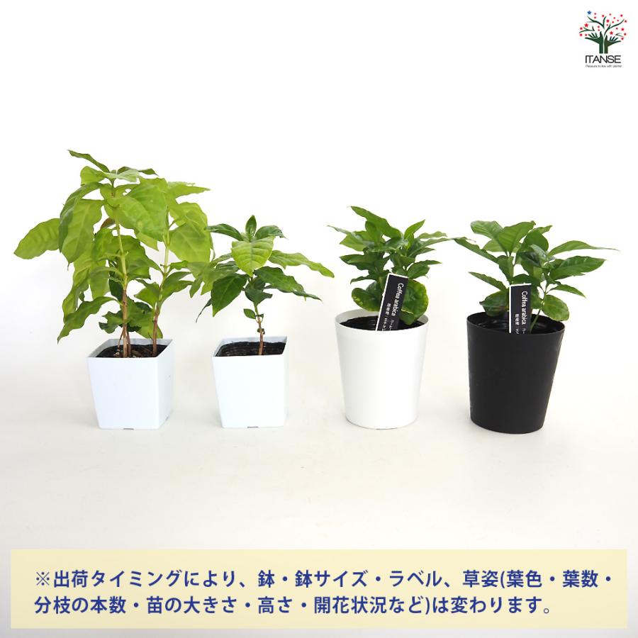 ITANSE 果樹苗 コーヒーの木 9cmポット 実生苗 1個 コーヒーノキ苗