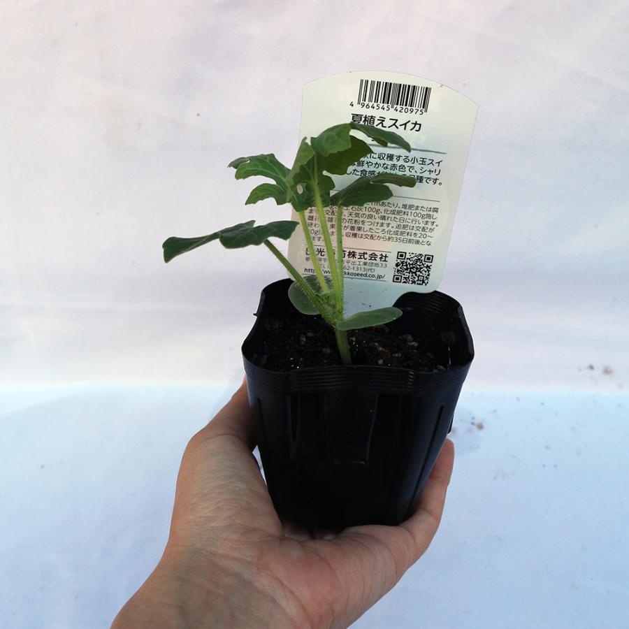 スイカ苗 夏植えスイカ まなむすめ 野菜苗 実生苗 9cmポット 4個セット 送料無料 Nae 野菜苗 植物 青果物販売のitanse 通販 Yahoo ショッピング