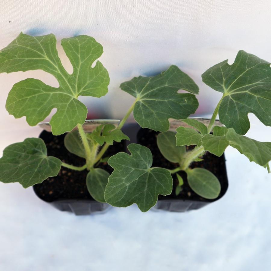 スイカ苗 夏植えスイカ 紅小玉すいか 野菜苗 実生苗 9cmポット 4個