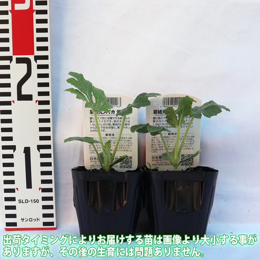 スイカ苗 夏植えスイカ 黄小玉すいか 野菜苗 実生苗 9cmポット 2個セット 送料無料 Nae 野菜苗 植物 青果物販売のitanse 通販 Yahoo ショッピング