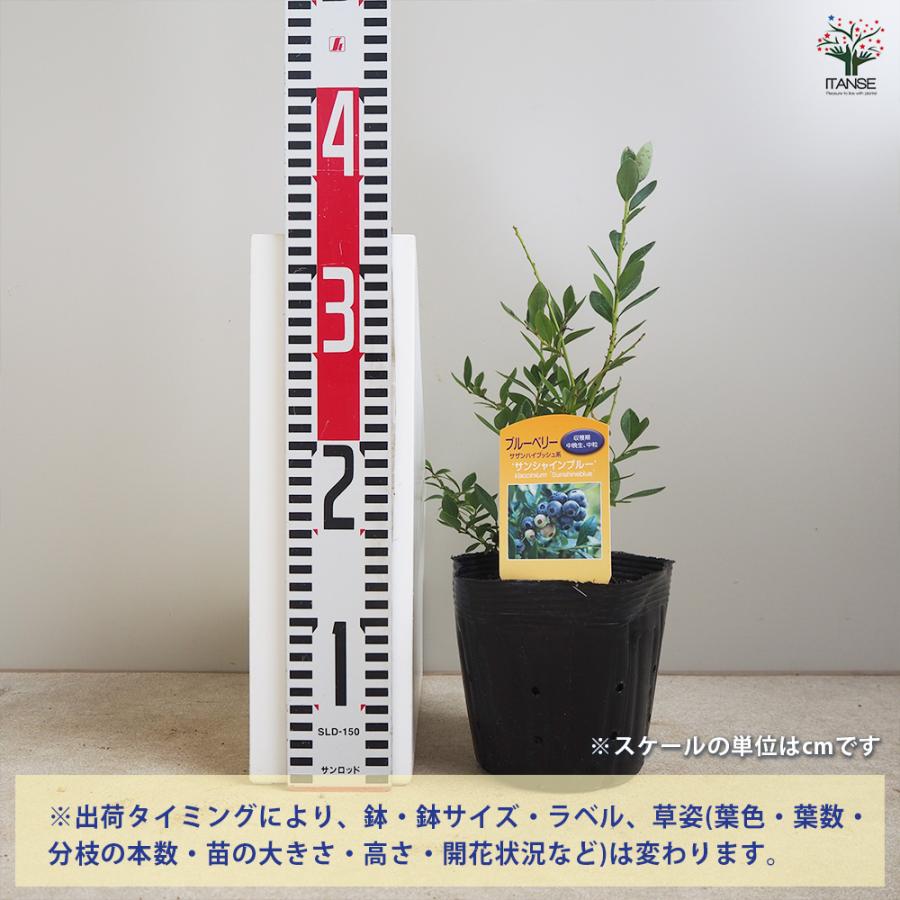 ITANSE ブルーベリー サンシャインブルー 果樹苗 挿し木苗 15cmポット