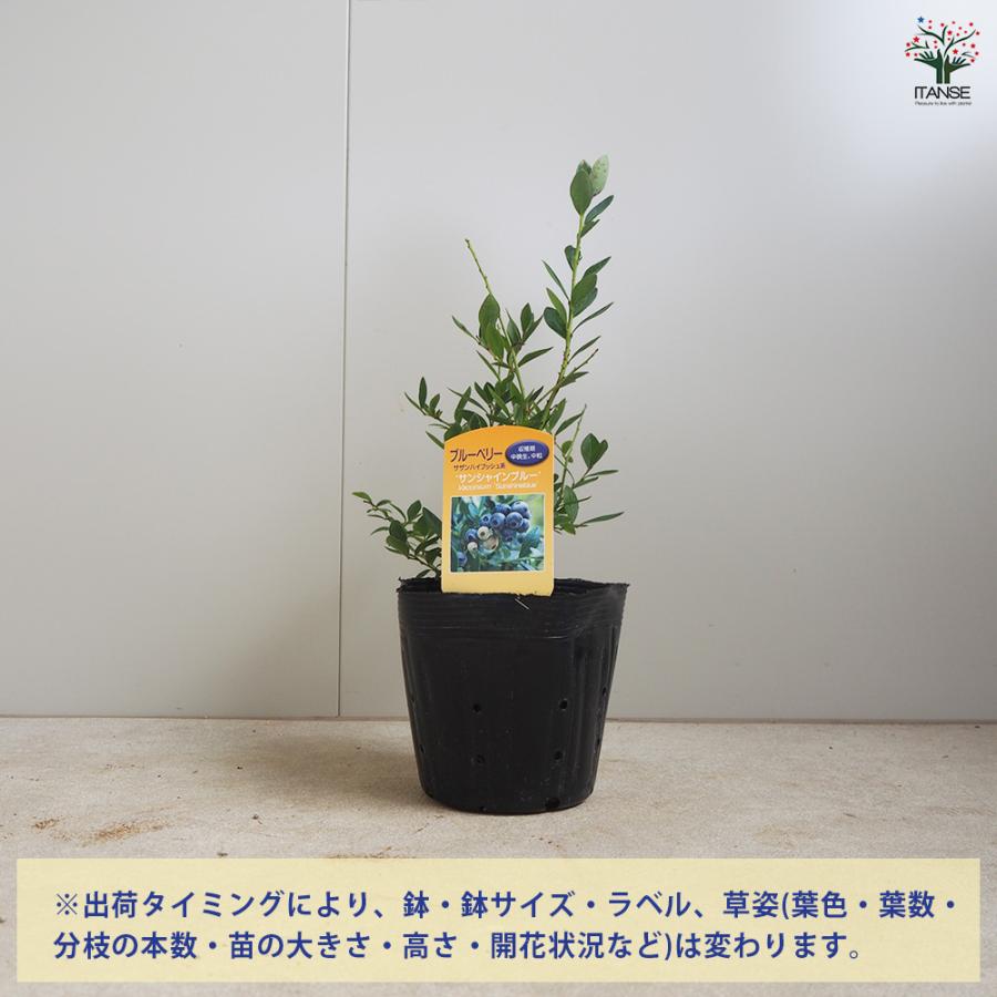 ITANSE ブルーベリー サンシャインブルー 果樹苗 挿し木苗 15cmポット