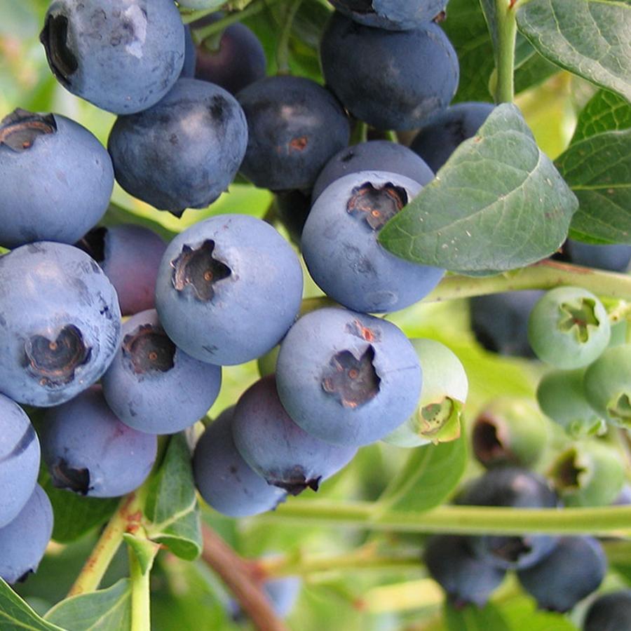 ブルーベリー苗 （サンシャインブルー×40） 40株セット 3.5号ポット