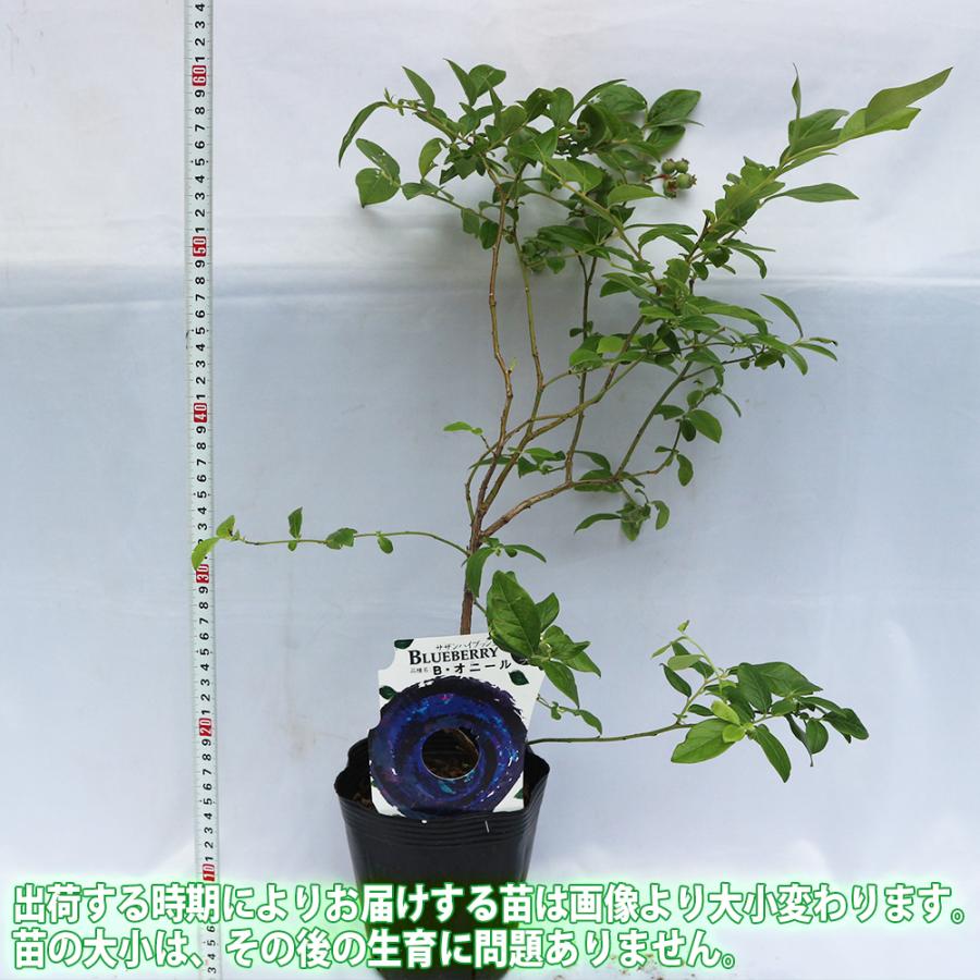 ITANSE ブルーベリー サザンオニール 果樹苗 挿し木苗 15cmポット 1個