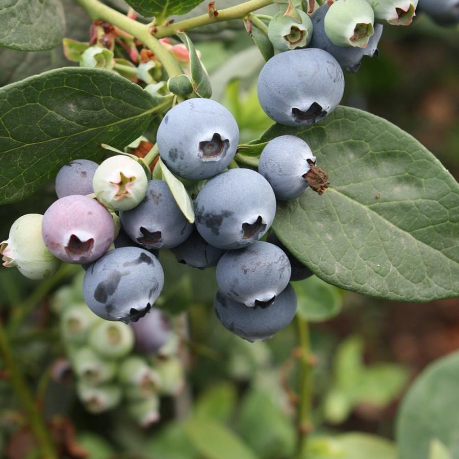 ブルーベリー シャープブルー 果樹苗 3年生 挿し木苗 15cmポット 1個 大実サザンハイブッシュ系ブルーベリー 送料無料 Nae 野菜苗 植物 青果物販売のitanse 通販 Yahoo ショッピング