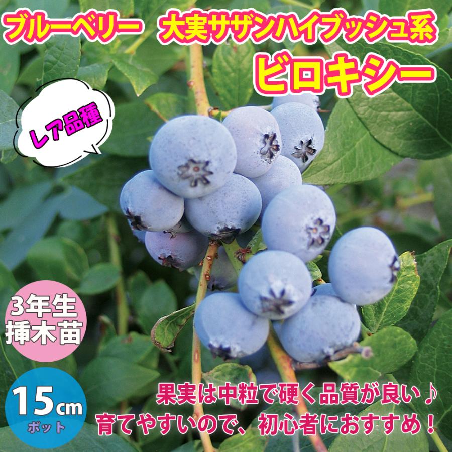 ブルーベリー ビロキシー 果樹苗 3年生 挿し木苗 15cmポット 1個 大実サザンハイブッシュ系ブルーベリー 送料無料 :nae00616:野菜苗・植物・青果物販売のITANSE - 通販 - Yahoo!ショッピング ブルーベリー ビロキシー 果樹苗 3年生 挿し木苗 15cmポット 1個 大実サザンハイブッシュ系ブルーベリー 送料無料 :nae00616:野菜苗・植物・青果物販売のITANSE - 通販 - Yahoo!ショッピング
