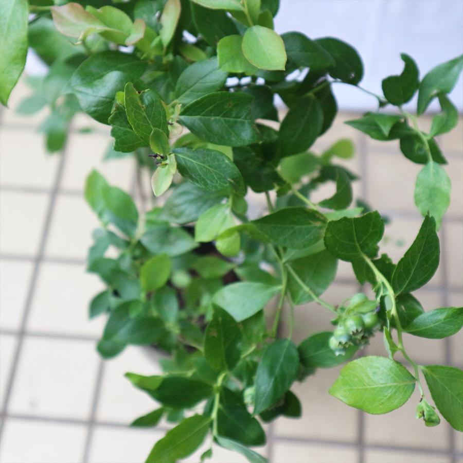 ブルーベリー ビロキシー 果樹苗 3年生 挿し木苗 15cmポット 1個 大実サザンハイブッシュ系ブルーベリー 送料無料 Nae 野菜苗 植物 青果物販売のitanse 通販 Yahoo ショッピング