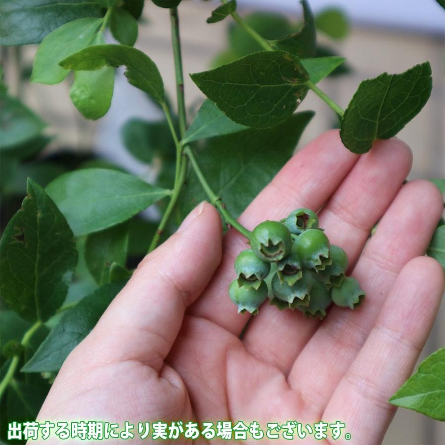 ブルーベリー ビロキシー 果樹苗 3年生 挿し木苗 15cmポット 1個 大実サザンハイブッシュ系ブルーベリー 送料無料 Nae 野菜苗 植物 青果物販売のitanse 通販 Yahoo ショッピング