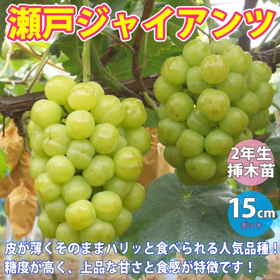 ITANSE ぶどう苗 瀬戸ジャイアンツ 果樹苗 挿木苗 15cmポット 1個 送料