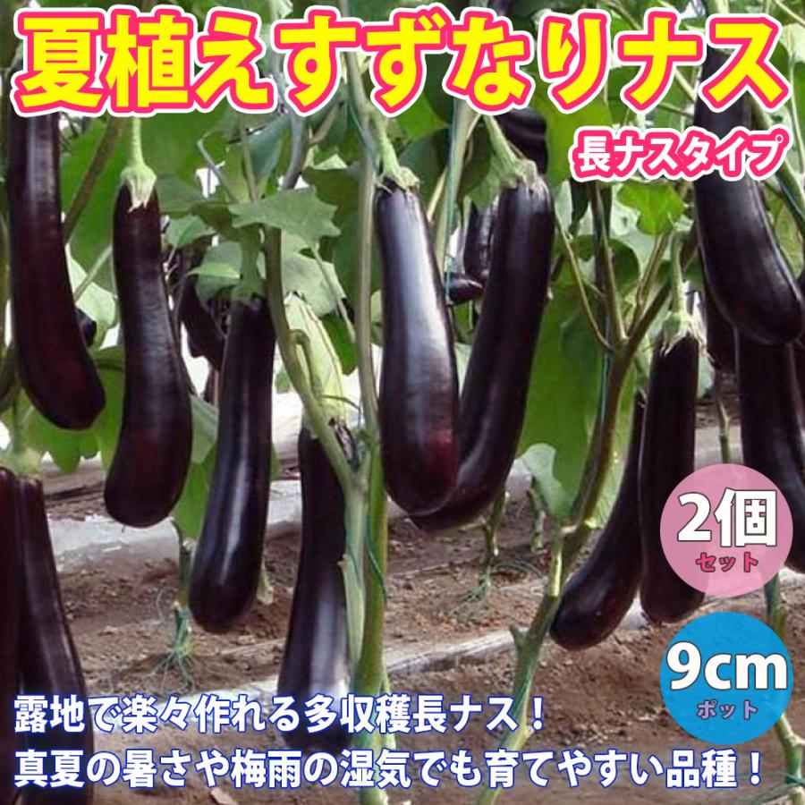 ITANSE ナス苗 夏植えすずなりナス(長ナス)野菜苗 実生苗 9cmポット 2