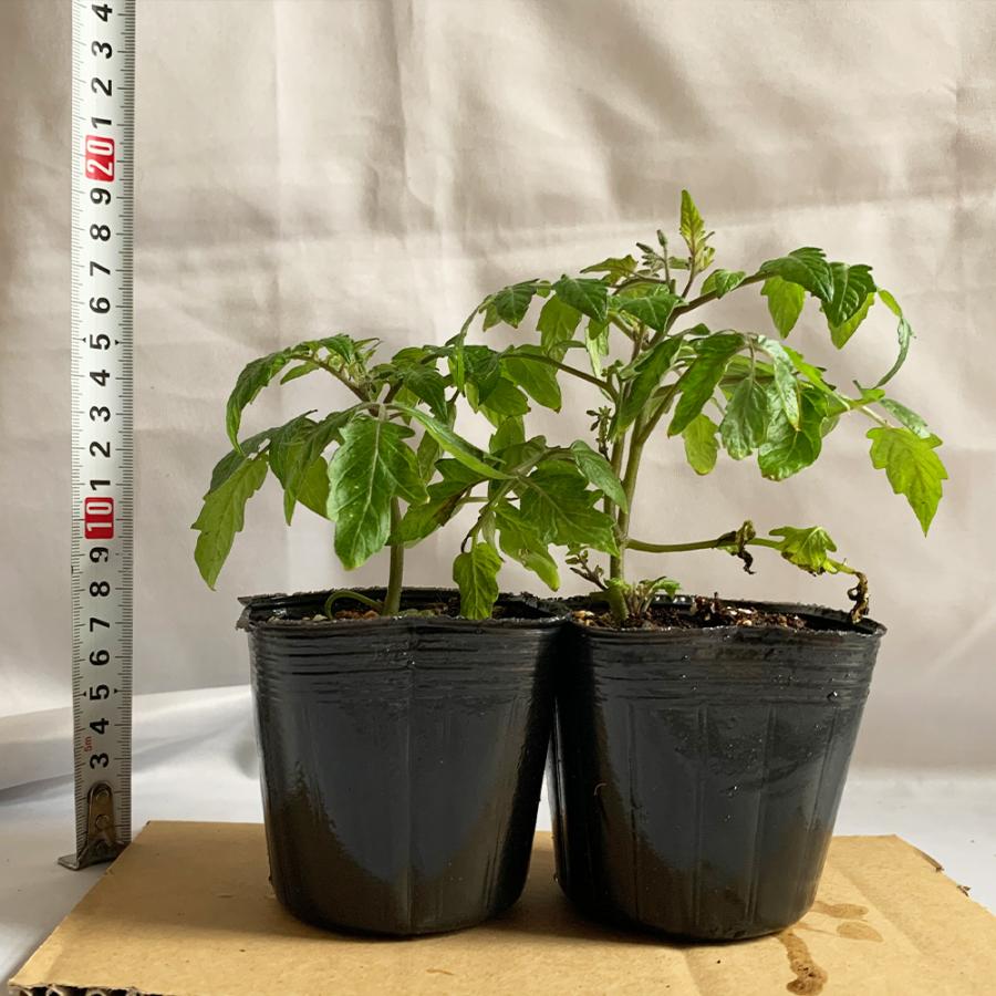定価の ｏｆｆ ミニトマト苗 トマト大王 スタンディングタイプ 野菜苗 自根苗 9cmポット 2個セット 送料無料 Wantannas Go Id