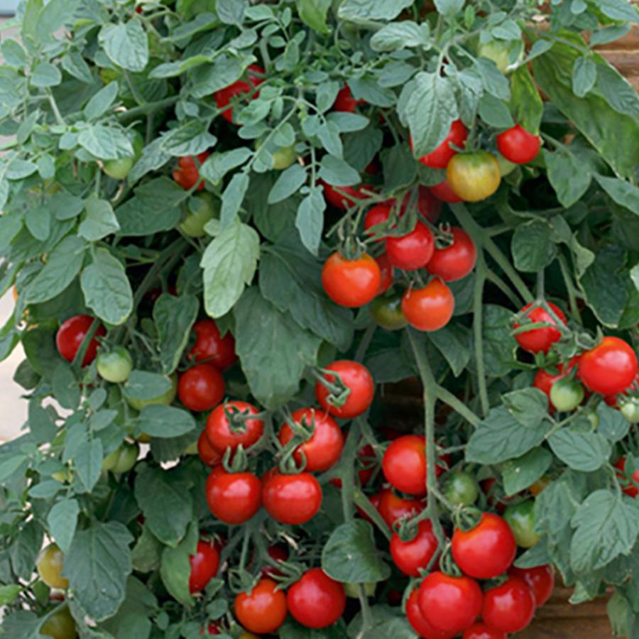 ミニトマト苗 トマト大王 スタンディングタイプ 野菜苗 自根苗 9cmポット 2個セット 送料無料 Nae 野菜苗 植物 青果物販売のitanse 通販 Yahoo ショッピング