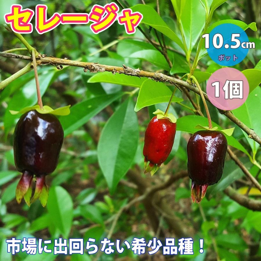 ITANSE 果樹苗 セレージャ 10.5cmポット 1個 送料無料 イタンセ公式