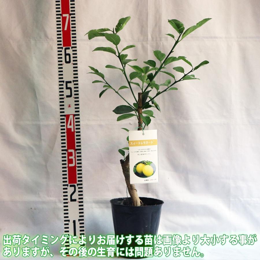 ITANSE レモン苗 スイートレモネードの苗木 果樹苗 15cmポット 2
