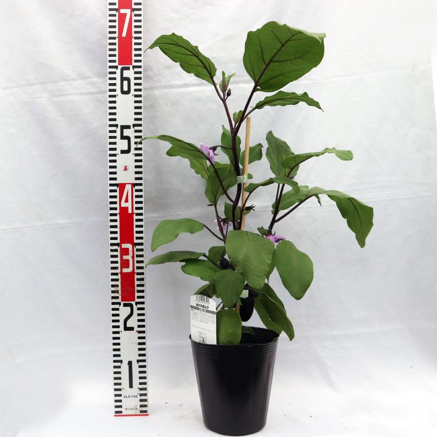 ナス苗 千両ニ号なす 大苗 野菜苗 接木苗 15cmポット 1個 送料無料 Nae 野菜苗 植物 青果物販売のitanse 通販 Yahoo ショッピング