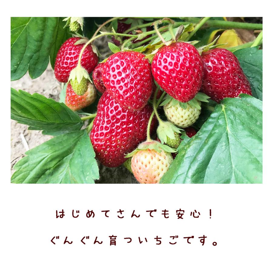 イチゴ苗 すずなり大実いちご 野菜苗 10 5cmポット 6個セット いちごの肥料付き 送料無料 Nae 野菜苗 植物 青果物販売のitanse 通販 Yahoo ショッピング