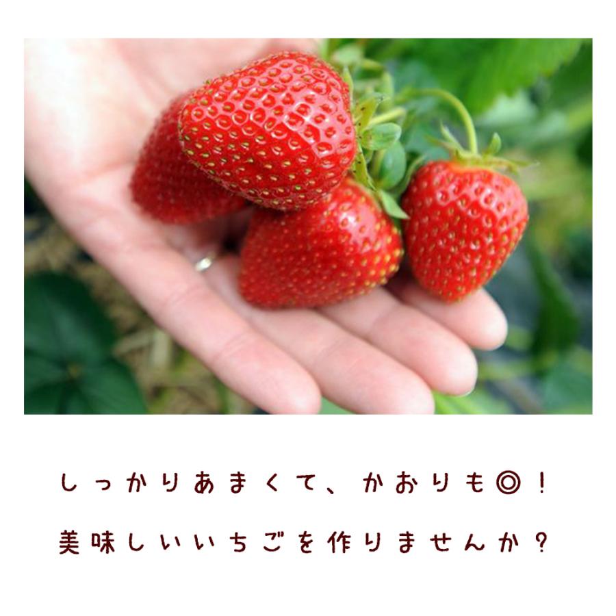イチゴ苗 すずなり大実いちご 野菜苗 18cmポット 大苗 1個 送料無料 Nae 野菜苗 植物 青果物販売のitanse 通販 Yahoo ショッピング