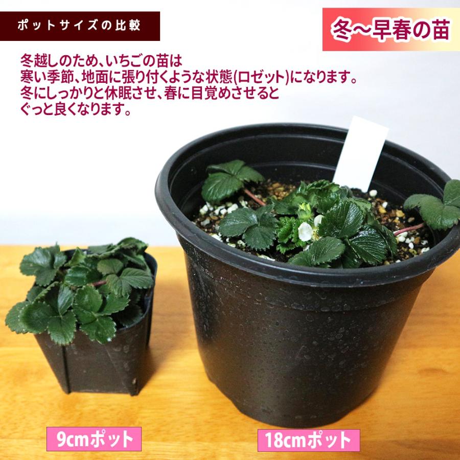 イチゴ苗 すずなり大実いちご 野菜苗 18cmポット 大苗 1個 送料 イチゴ苗 すずなり大実いちご 野菜苗 18cmポット 大苗 1個 送料