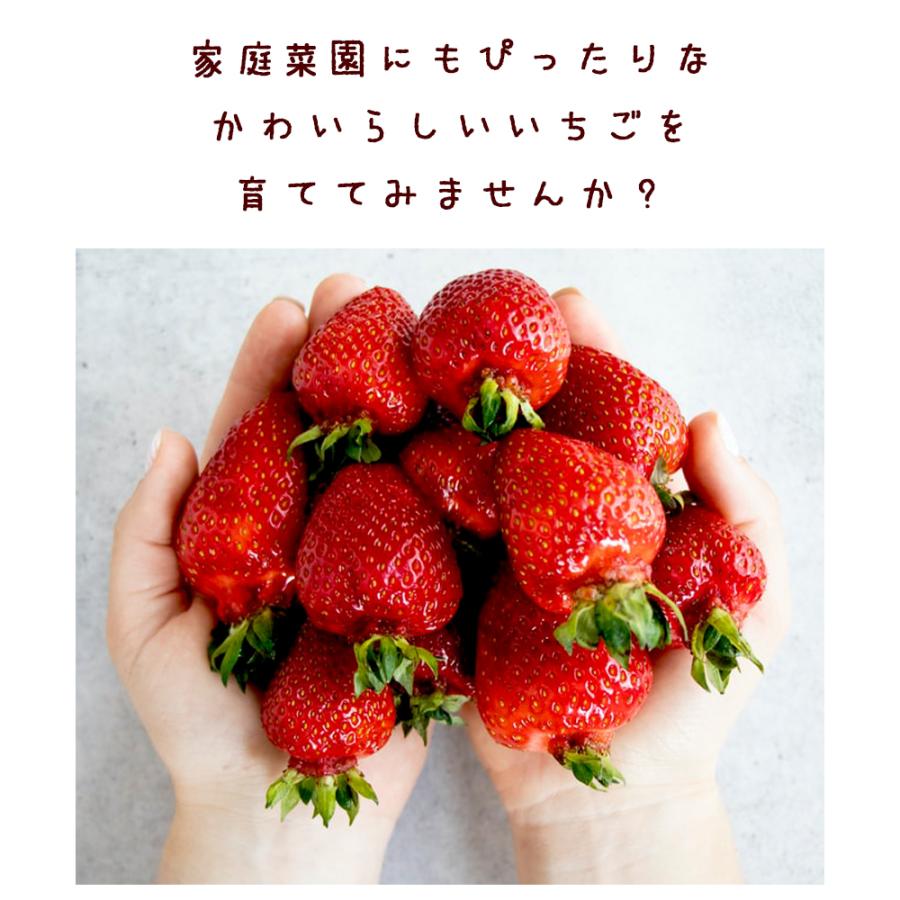 イチゴ苗 すずなり大実いちご 野菜苗 18cmポット 大苗 1個 いちごの