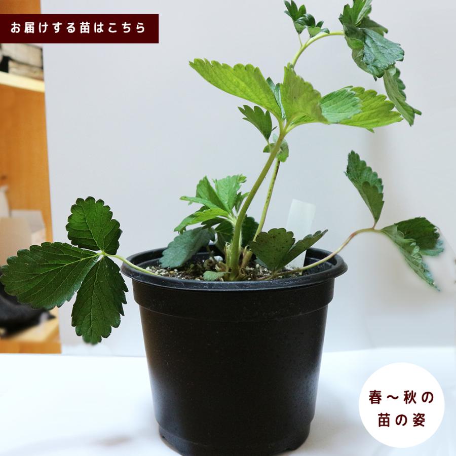 イチゴ苗 すずなり大実いちご 野菜苗 18cmポット 大苗 1個 いちごの