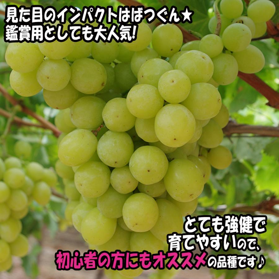 ITANSE ぶどう苗 白三尺(巨大房ブドウ ネヘレスコール) 挿し木苗 10.5