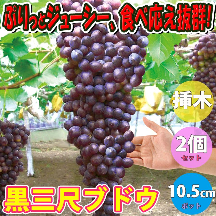 ITANSE ぶどう苗 黒三尺(巨大房ブドウ 欧州種系) 果樹苗 挿し木苗 10.5