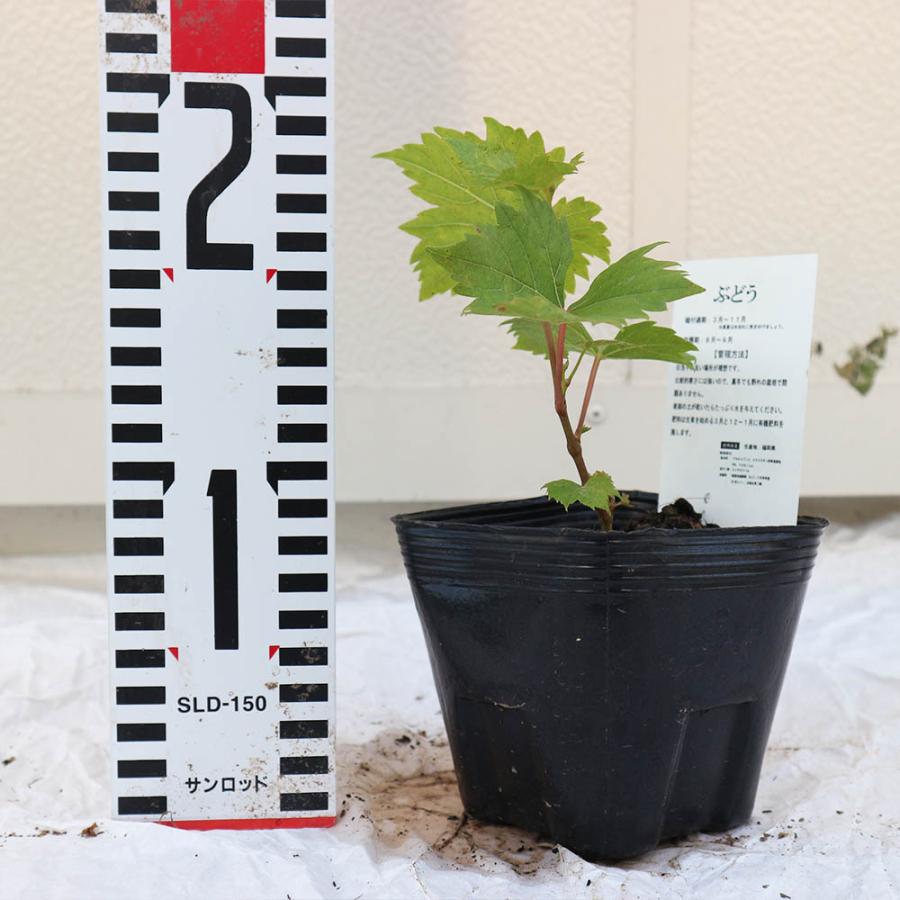 ITANSE ぶどう苗 黒三尺(巨大房ブドウ 欧州種系) 果樹苗 挿し木苗 10.5