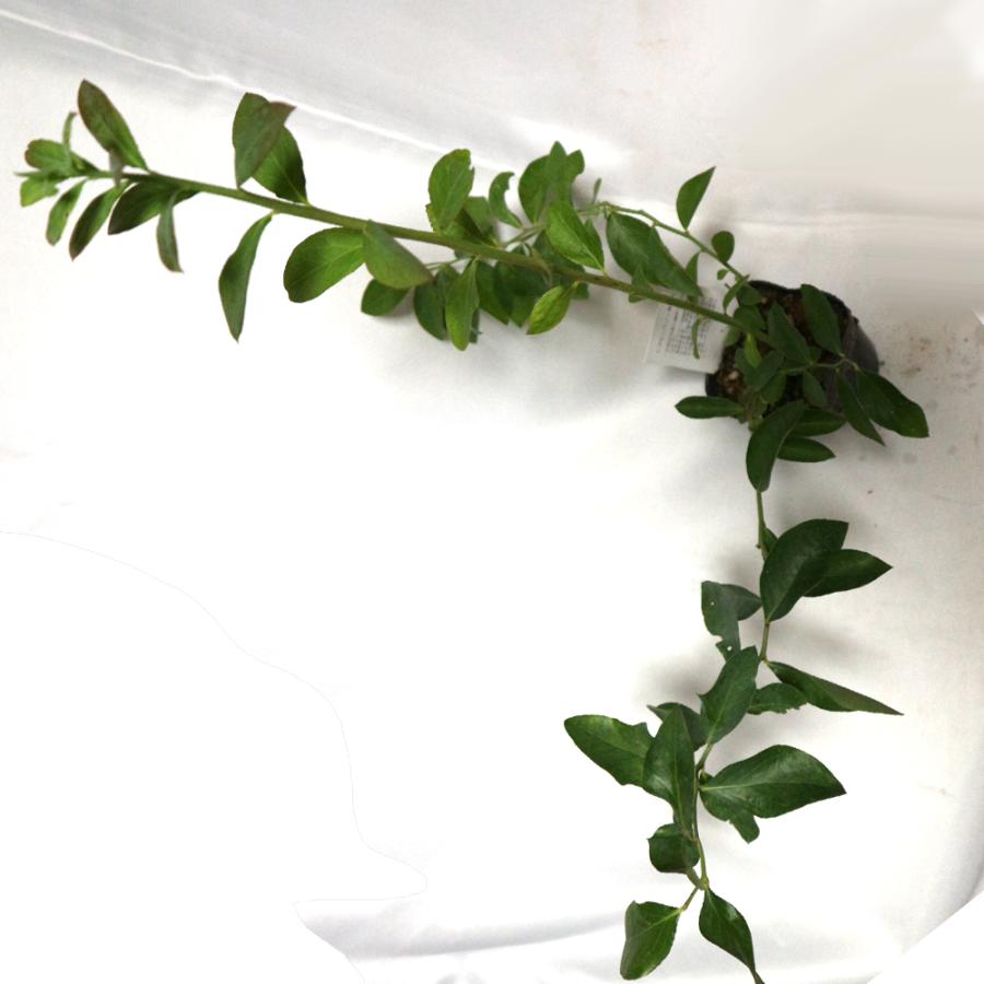 ブルーベリー ティフブルー ラビットアイ系 果樹苗 挿し木苗 9cmポット 2個セット 送料無料 Nae006 野菜苗 植物 青果物販売のitanse 通販 Yahoo ショッピング