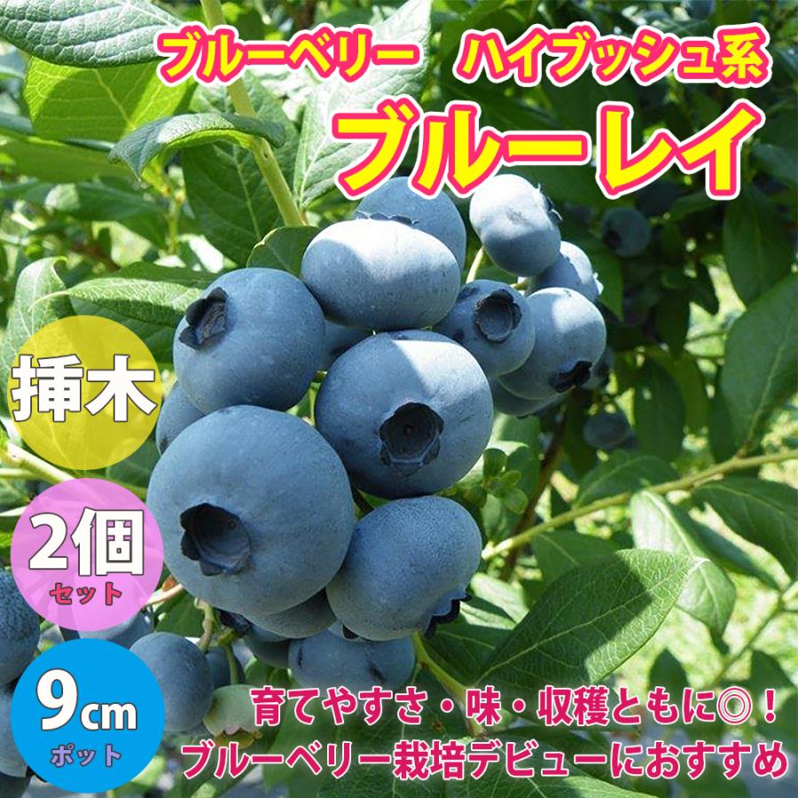 ITANSE ブルーベリー ブルーレイ(ハイブッシュ系) 果樹苗 挿し木苗 9cm