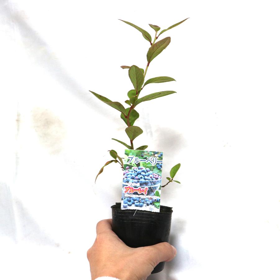 ITANSE ブルーベリー ブルーレイ(ハイブッシュ系) 果樹苗 挿し木苗 9cm
