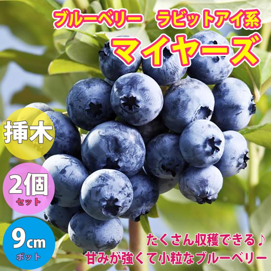 ブルーベリー マイヤーズ ラビットアイ系 果樹苗 挿し木苗 9cmポット 2個セット 送料無料 Nae006 野菜苗 植物 青果物販売のitanse 通販 Yahoo ショッピング