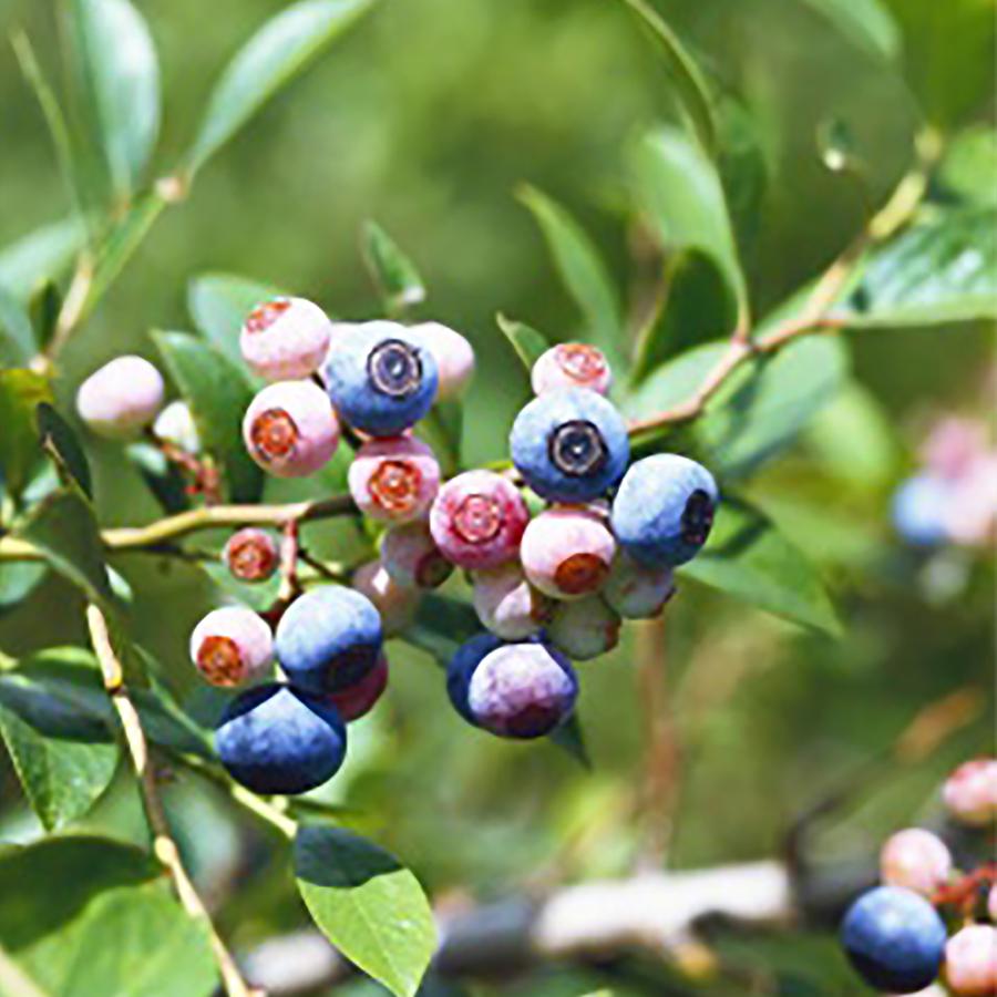 ブルーベリー マイヤーズ ラビットアイ系 果樹苗 挿し木苗 9cmポット 2個セット 送料無料 Nae006 野菜苗 植物 青果物販売のitanse 通販 Yahoo ショッピング