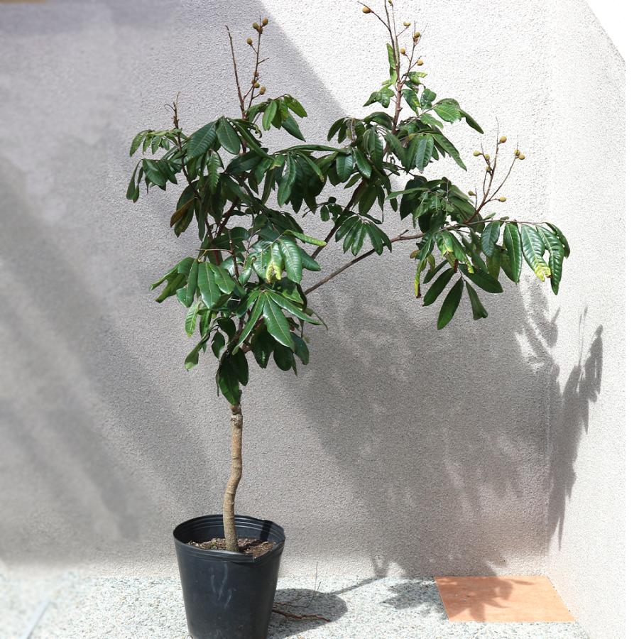 ITANSE 果樹苗 ロンガン(竜眼・リュウガン)の苗木 4〜5年生 接木苗