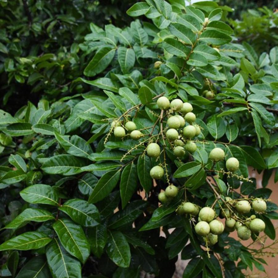 ロンガン リュウガン タイウェン ロンガン苗木 ITANSE 果樹苗 ロンガン