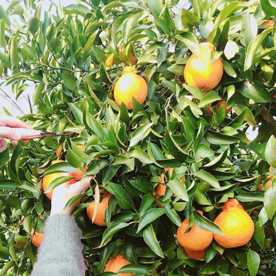 ITANSE 柑橘苗 デコポン 不知火 3年生 接木苗 21〜24cmポット 苗木 1個