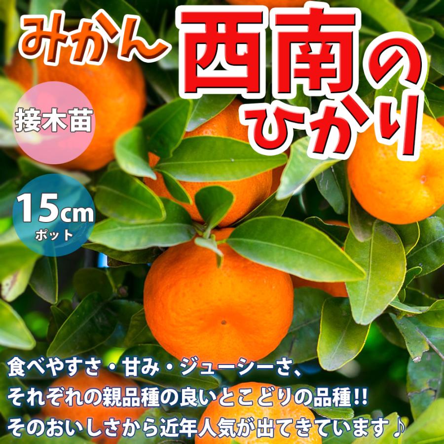 西南のひかりみかん苗木蕾付き　レモンの横に ITANSE みかん苗 西南のひかり 2年生 接木苗 15cmポット 苗木 1個
